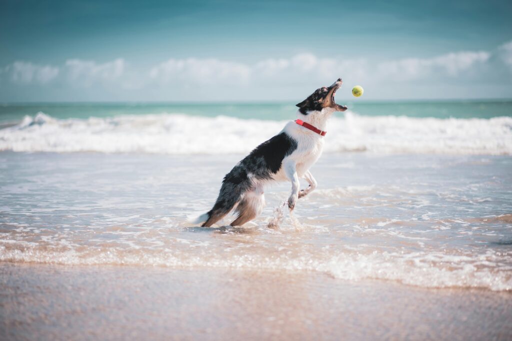 Pet-Perfect Getaway: A Dog Owner’s Guide to RVing in South Haven, MI